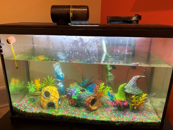 Fish tank with ornaments, automatic feeder, thermometer, heater- $100